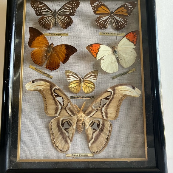 Vtg RARE Real taxidermy framed boxed moth/butterflies - Picture 2 of 14